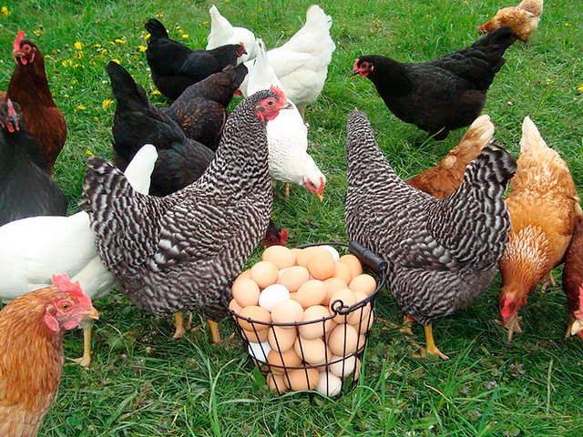 Содержание кур и уход за ними | ЗооТом - продажа, вязка и услуги для животных в Темрюке