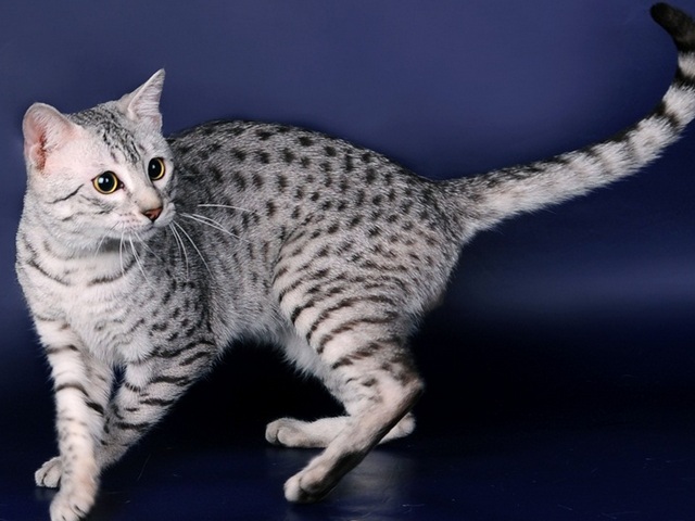 Породы кошек в Темрюке | ЗооТом портал о животных