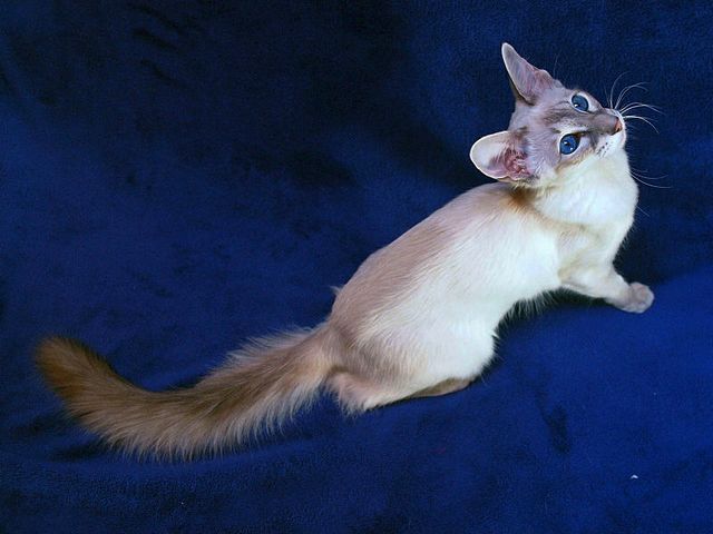 Выведенные породы кошек в Темрюке | ЗооТом портал о животных