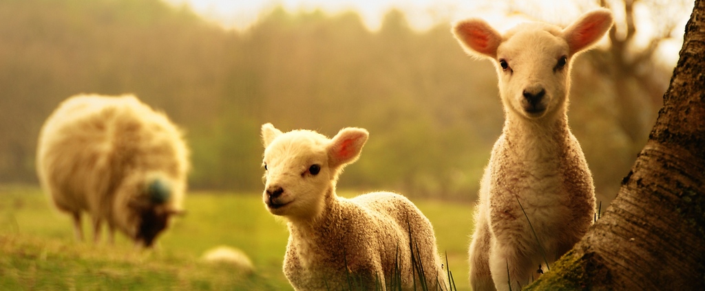 Объявления о сельскохозяйственных животных | ЗооТом - продажа, вязка и услуги для животных в Темрюке