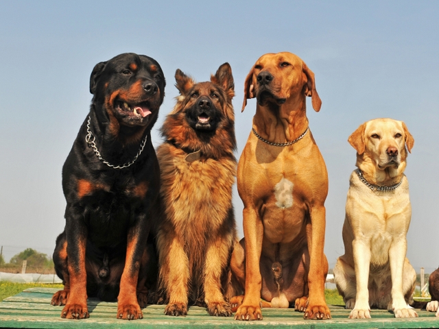 Крупные породы собак в Темрюке | ЗооТом портал о животных